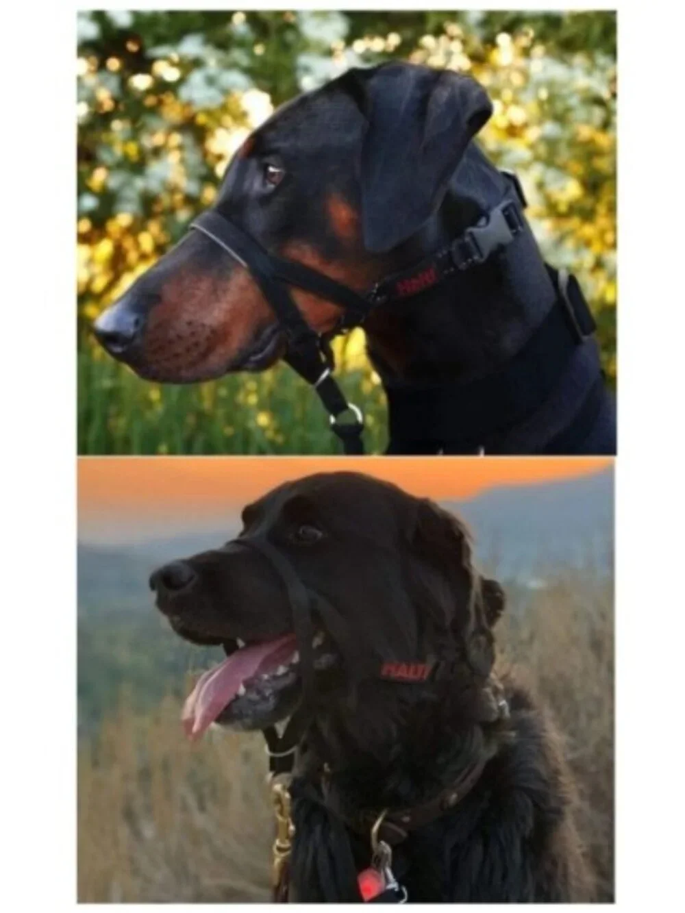 𝗛𝗮𝗹𝘁𝗶 Headcollar Size 2 Black & 𝖣𝖴𝖪𝖤'𝖲 Rope Dog Leash 4-Ft Red Bundle